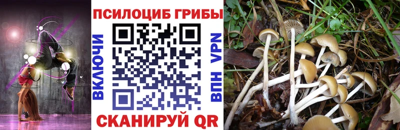 Псилоцибиновые грибы Cubensis Пыталово